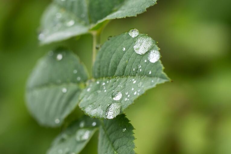 Viele Pflanzen haben von teils nassem Juli profitiert Viele Pflanzen haben von teils nassem Juli profitiert
