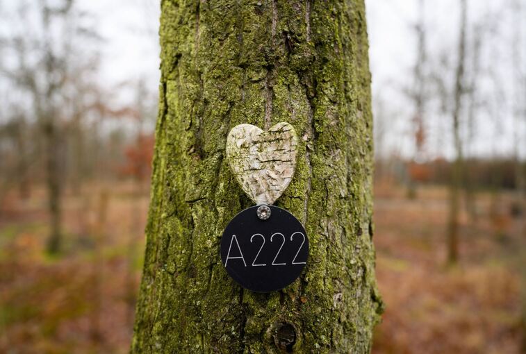 Bestattungen im Wald liegen mehr und mehr im Trend