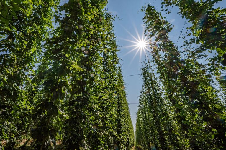 Hopfenanbau in Bayern Hopfenanbau in Bayern