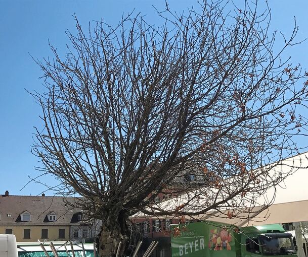 Eine abgestorbene Steppenkirsche auf dem Marktplatz.