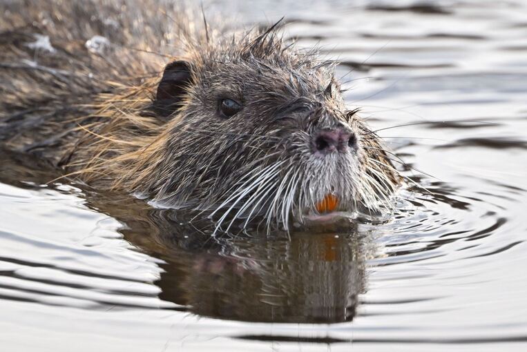 Ein Nutria schwimmt im Wasser