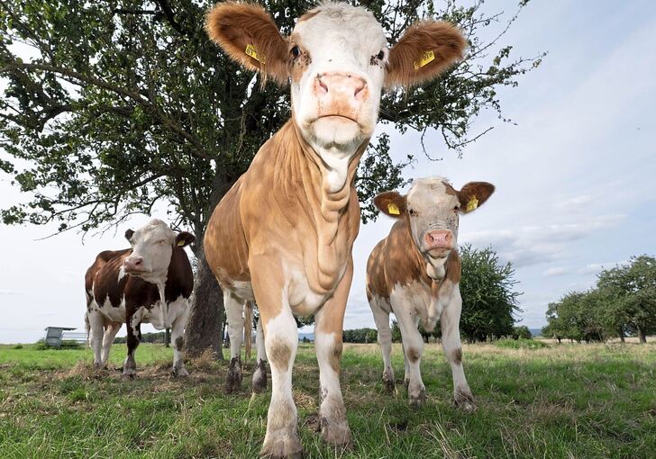 Ein schattiges Plätzchen benötigen bei heißen Sommertemperaturen nicht nur wir Menschen.