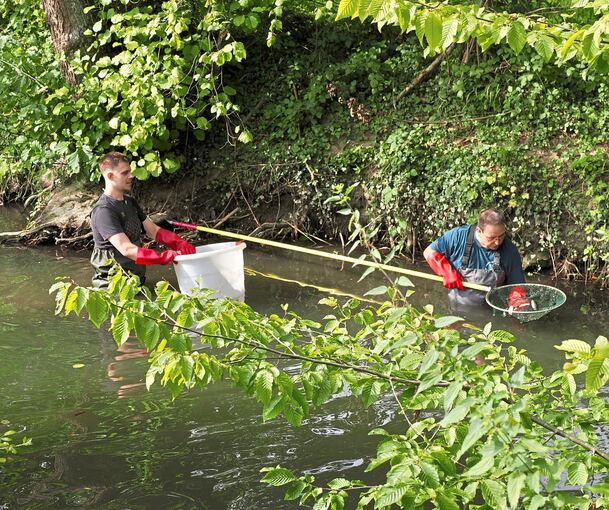Im Vorfeld fand die Elektrobefischung statt. Die Fische wurden abgefischt und flussaufwärts oberhalb der Alten Mühle wieder eingesetzt.