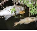 Ähnlich wie auf diesem Foto wurden tote Fische im Fleischlesee entdeckt. Ähnlich wie auf diesem Foto wurden tote Fische im Fleischlesee entdeckt.