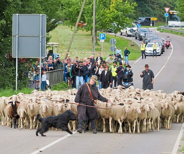 Am 28. August zeigen die Schäfer beim Leistungshüten, was sie können.