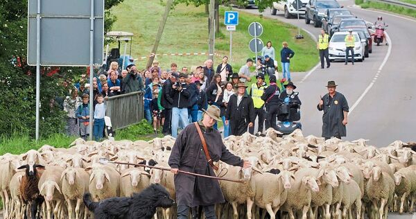 Am 28. August zeigen die Schäfer beim Leistungshüten, was sie können. Am 28. August zeigen die Schäfer beim Leistungshüten, was sie können.