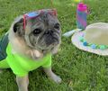 Mit Sonnenbrille und Strohhut: Doc Pablo in Aktion.