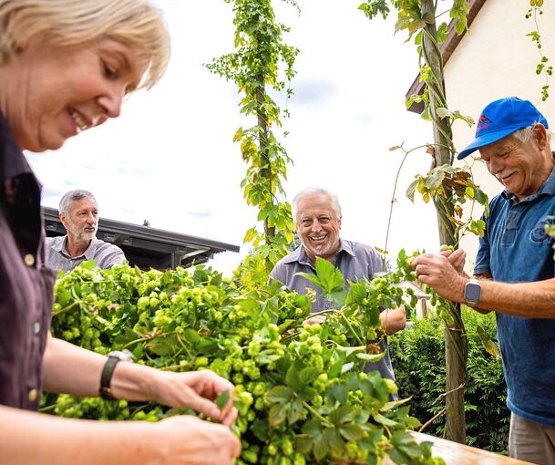 Fröhlicher Hopfenzupf im Garten von Klaus Kling (2. von rechts) in der Uhlandstraße.