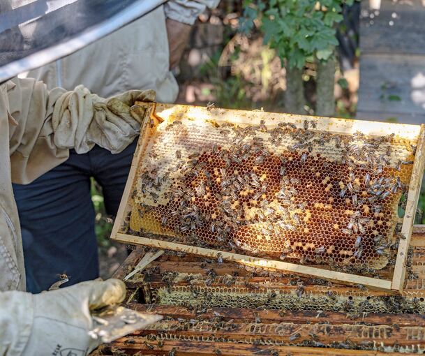In den kleinen Waben aus Wachs legen die Bienen den Honig ab.