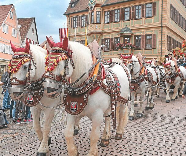 Pferde spielen bei der Traditionsveranstaltung Anfang September in Bietigheim naturgemäß eine große Rolle, sei es beim Umzug oder den Wettbewerben unterm Viadukt.