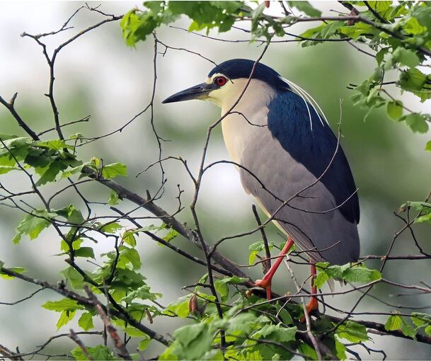 Der Nachtreiher gehört mit einer Größe von 60 bis 65 Zentimeter zu den kleineren Reihern.