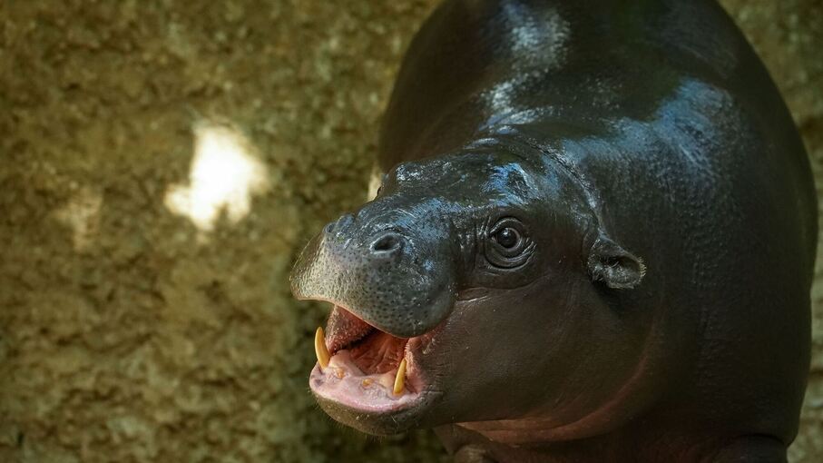 Flusspferd Toni im Berliner Zoo