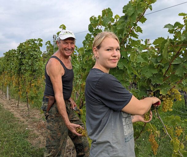 Gegen neun Uhr waren schon rund 600 Kilogramm Trauben für die Sektherstellung geerntet: Winzer Gerd Schweiker und Helferin Claudia Rönfeldt bei der Lese am Niedernberg.