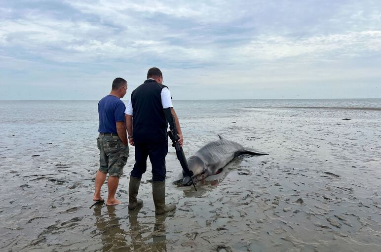 Wal erschossen im Sylter Watt Wal erschossen im Sylter Watt