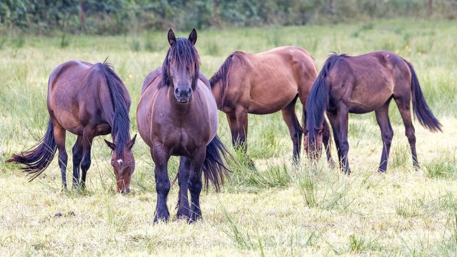 Pferde auf einer Koppel