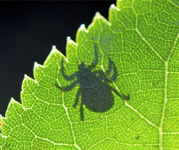 Sie sind klein, haben acht Beine und können Krankheiten übertragen: Im Kreis Ludwigsburg, der als Risikogebiet gilt, hat die Zecken-Saison begonnen.