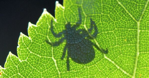 Sie sind klein, haben acht Beine und können Krankheiten übertragen: Im Kreis Ludwigsburg, der als Risikogebiet gilt, hat die Zec Sie sind klein, haben acht Beine und können Krankheiten übertragen: Im Kreis Ludwigsburg, der als Risikogebiet gilt, hat die Zecken-Saison begonnen.