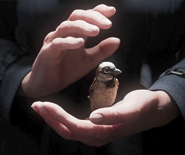 Mehrfach preisgekrönt: Der Animationskurzfilm „A Sparrow‘s Song“ von Tobias Eckerlin.