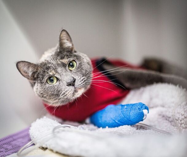 Eine Katze wird in einer Praxis behandelt.