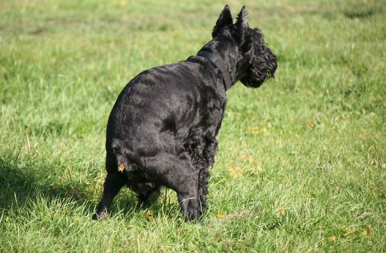 Hundekot ist Ärgernis für Kommunen