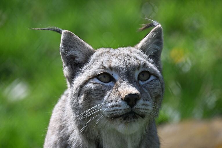 Luchs Luchs