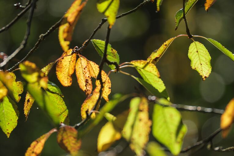 Wetter in Baden-Württemberg Wetter in Baden-Württemberg