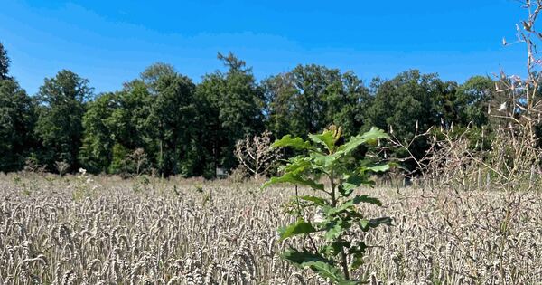 Bei-Hemmingen-w-chst-neuer-Wald-empor