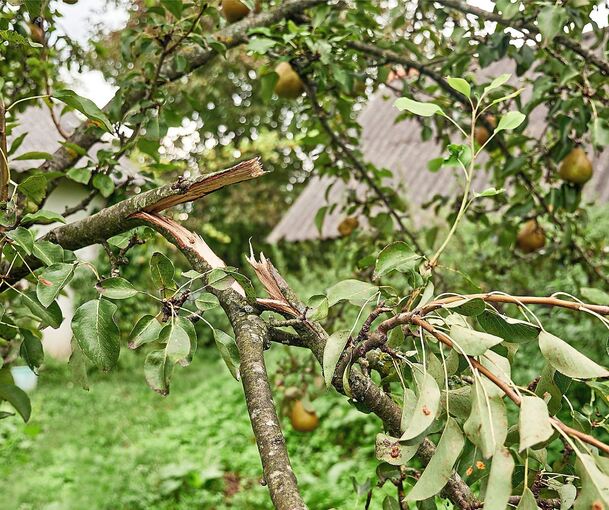 Obst klauen ist verboten. Besonders ärgerlich ist es, wenn dabei Äste geknickt oder abgerissen werden.