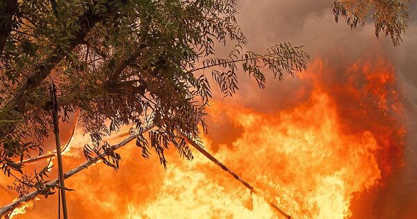 Feuer-in-Kornwestheim-Mit-Bunsenbrenner-Hecke-in-Brand-gesetzt