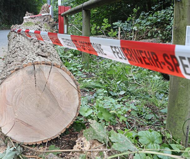 Die gefällte Esche liegt im Otto-Konz-Weg.