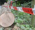 Die gefällte Esche liegt im Otto-Konz-Weg. Die gefällte Esche liegt im Otto-Konz-Weg.
