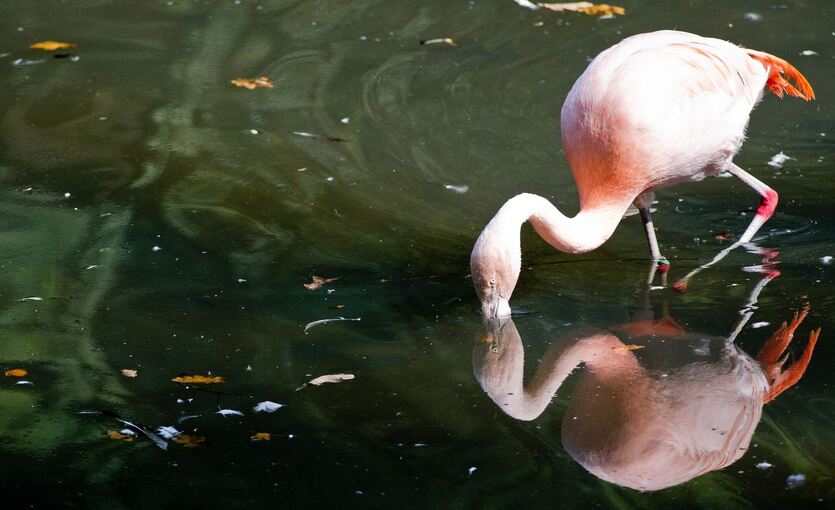 Roter Flamingo im Wasser