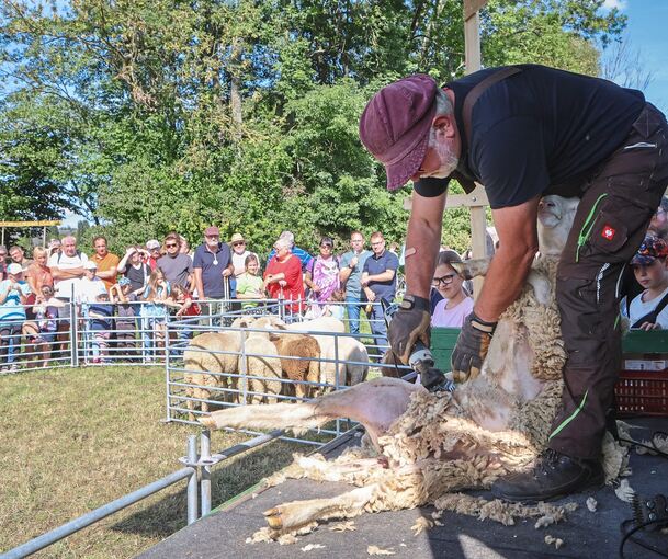 Die Schafe werden bei dem Festival geschoren.