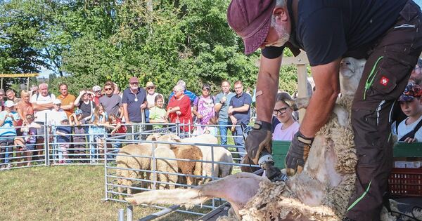 Oberstenfeld-Gronau: Sheep's Wool Festival Delights Visitors