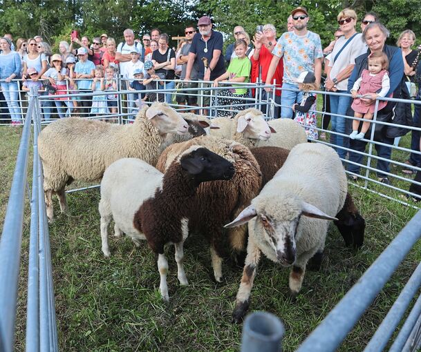 Beigeistern Groß und Klein: Schafe auf dem Schafwoll-Festival.
