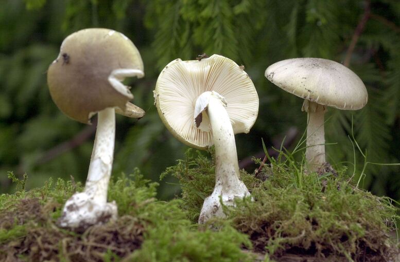 Grüner Knollenblätterpilz Grüner Knollenblätterpilz