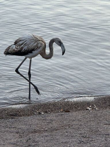 Flamingo im Titisee