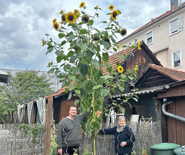 Andreas Sigmann und Brita Opitz freuen sich über ihre große Sonnenblume.