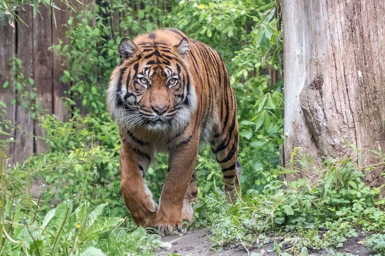 Sumatratiger Tebo eingeschläfert