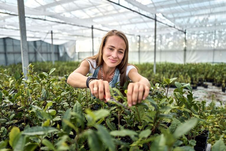 Globaler Matcha-Boom sorgt für Engpässe