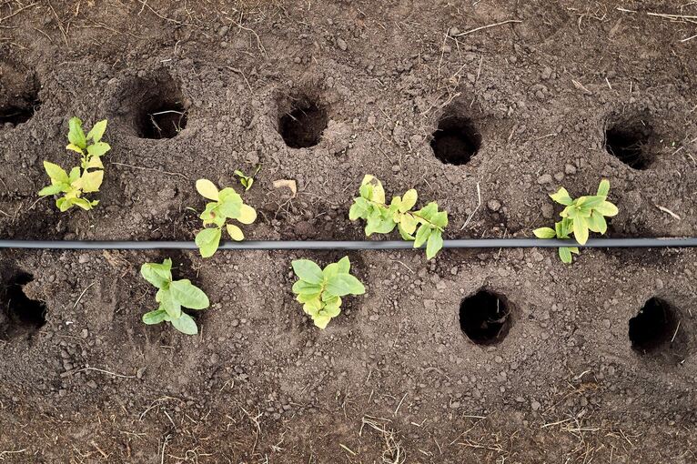 Globaler Matcha-Boom sorgt für Engpässe