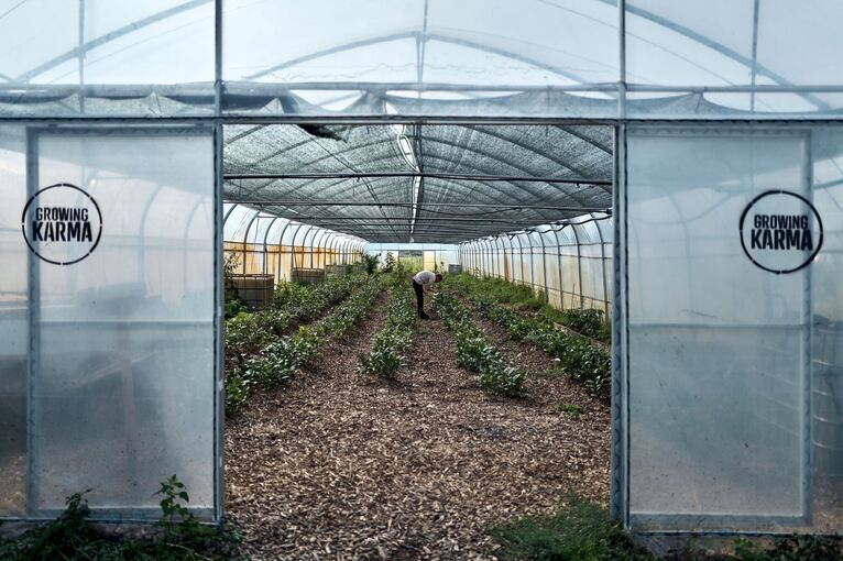 Globaler Matcha-Boom sorgt für Engpässe