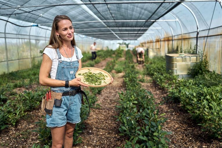 Globaler Matcha-Boom sorgt für Engpässe