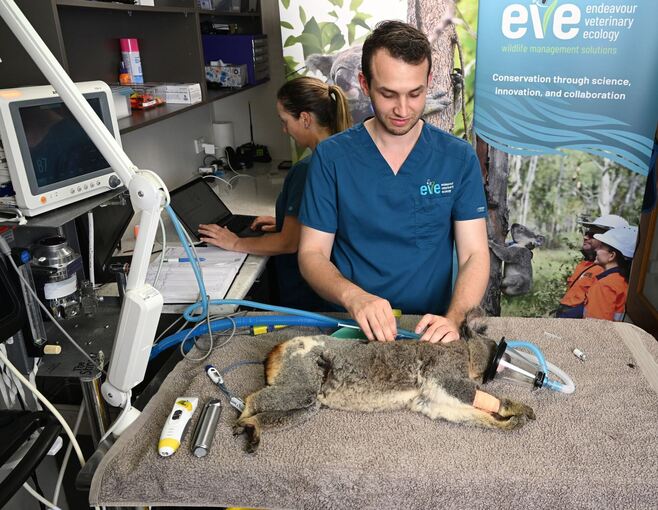 Impfstoff für Koalas Impfstoff für Koalas
