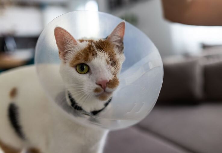 Katze Maja