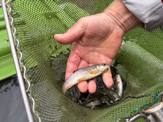 12.000 Fische werden umgesiedelt