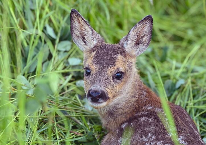 Rehkitz liegt im Gras