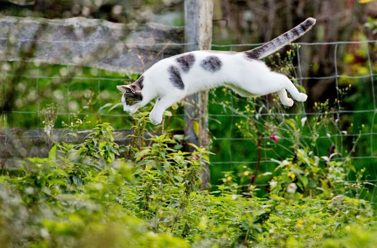 Katze im Garten
