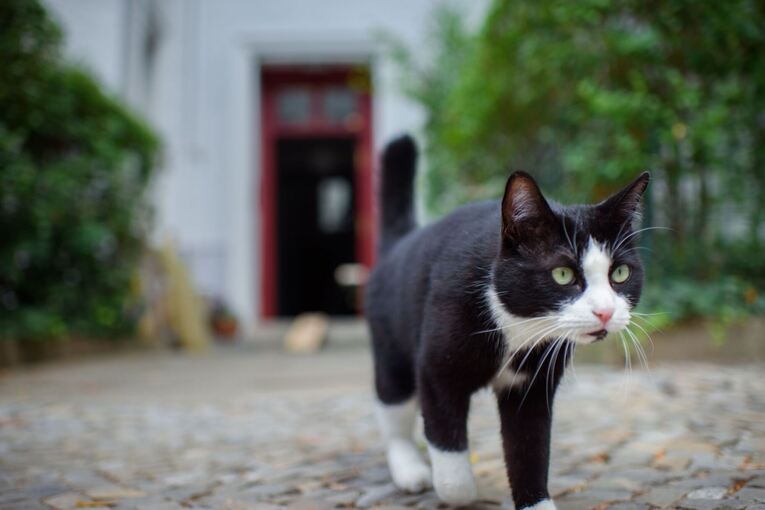 Kastrationspflicht für freilaufende Katzen?