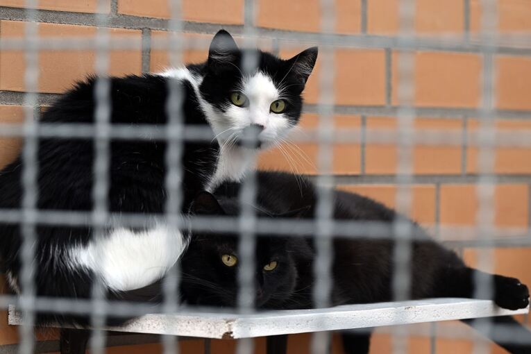 Katzen in einem Tierheim